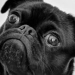 Dieta BARF frente a alimentos concentrados: tendencias para alimentar mascotas en Colombia